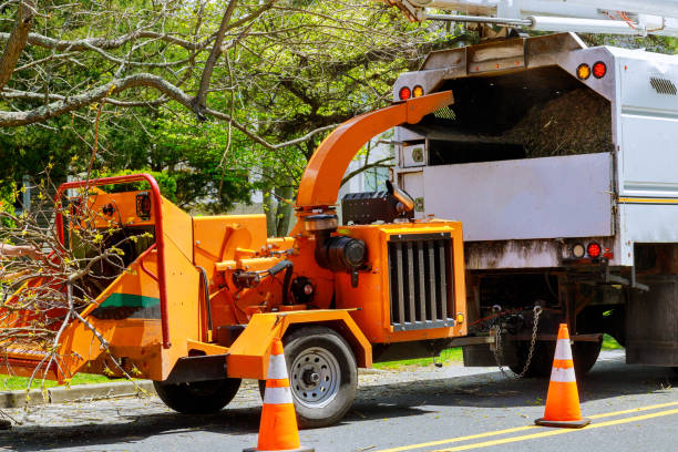 How Our Tree Care Process Works  in  Glendale, MS