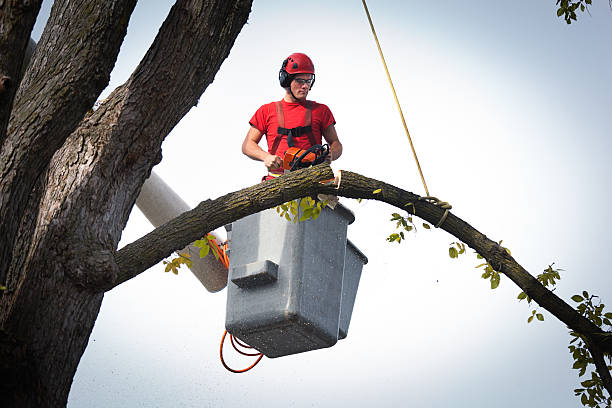 Glendale, MS Tree Services Company