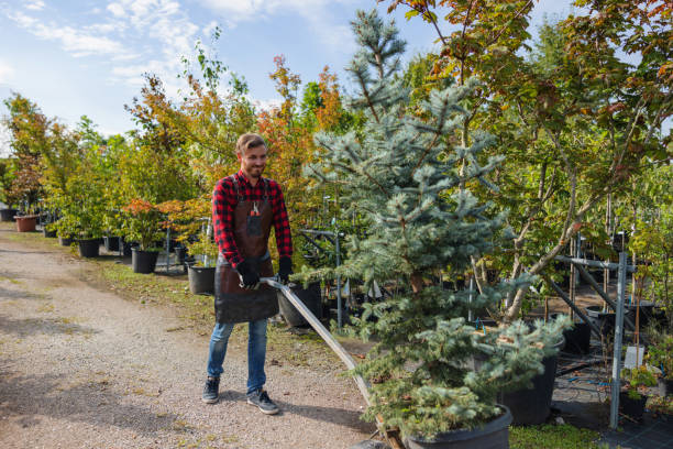Best Tree Cabling and Bracing  in Glendale, MS